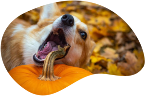 My dog eats things that are not edible