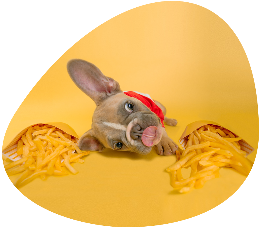 What food Can and Can’t puppies Eat