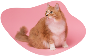 What to feed my kitten