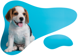 Where to start with your new puppy