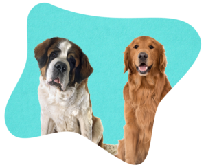 Is your dog covered for vet bills