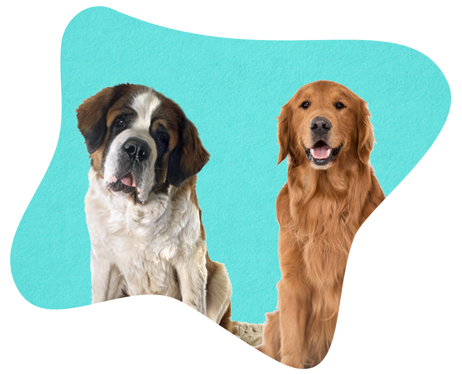 Is your dog covered for vet bills