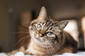 Cat staring into the camera