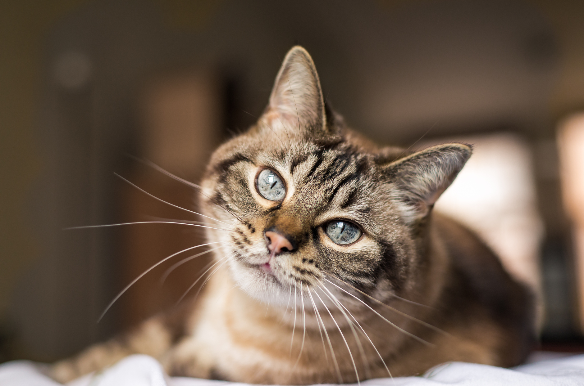 Cat staring into the camera