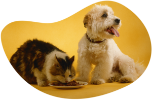 Is chicken dangerous for dogs and cats