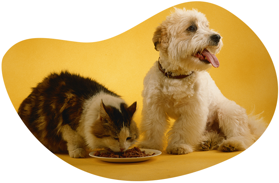 Is chicken dangerous for dogs and cats