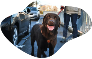 Help! My dog gets travel sickness