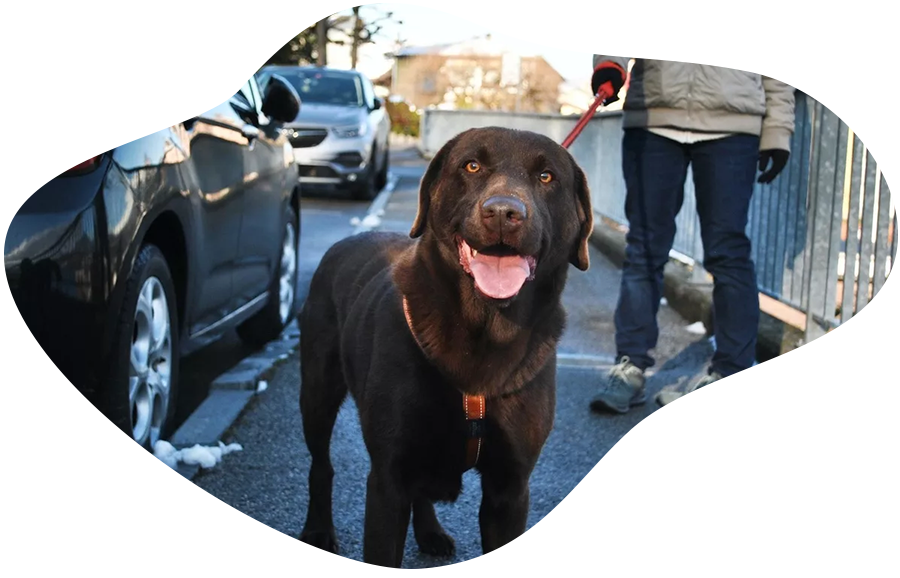 Help! My dog gets travel sickness