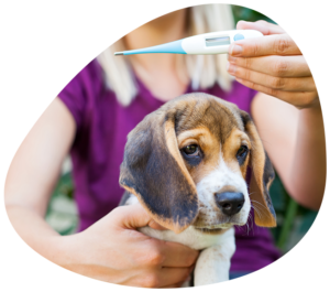 Fever in dogs and cats