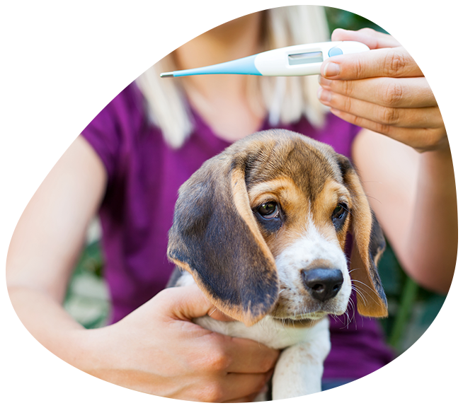 Fever in dogs and cats