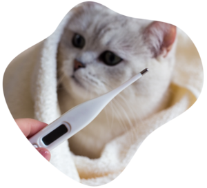 Taking your pet's temperature