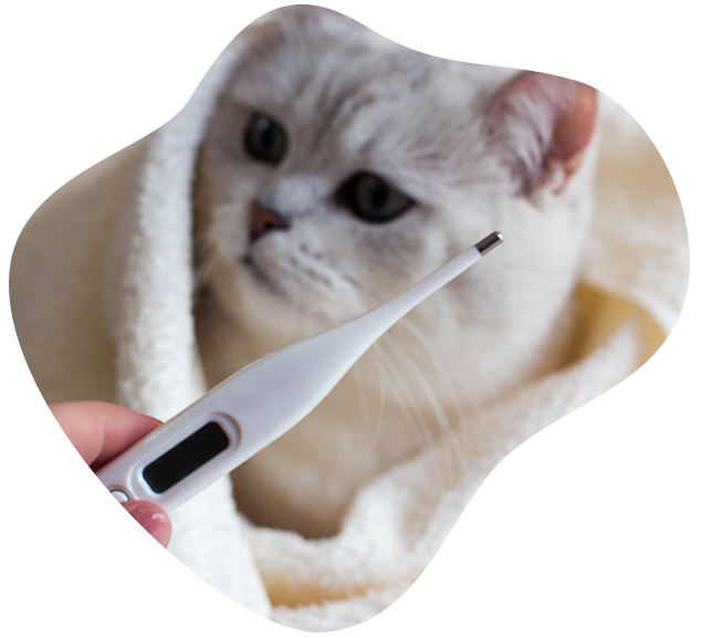 Taking your pet's temperature