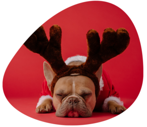 7 ways to give your dog a very happy Christmas