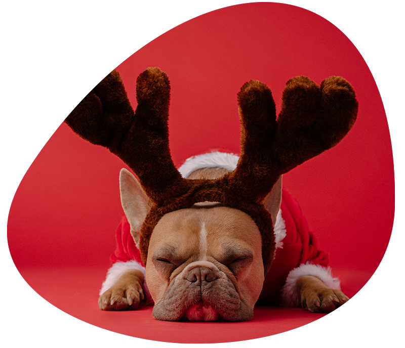 7 ways to give your dog a very happy Christmas