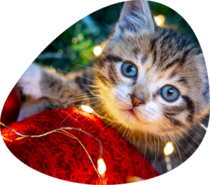 Christmas cat kitten