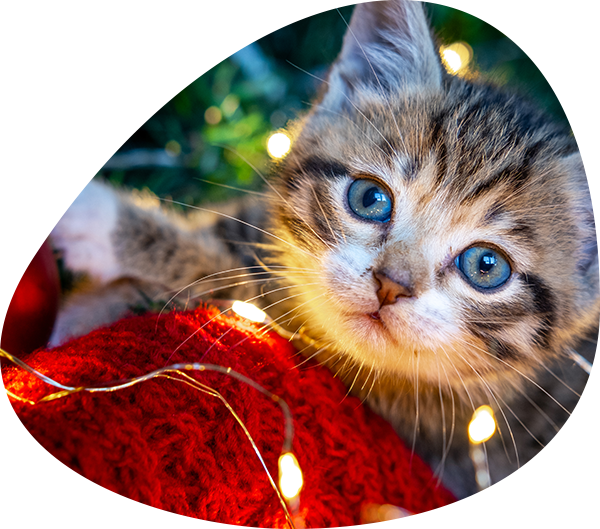 Christmas cat kitten