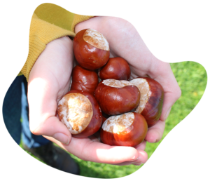 Conker poisoning in dogs