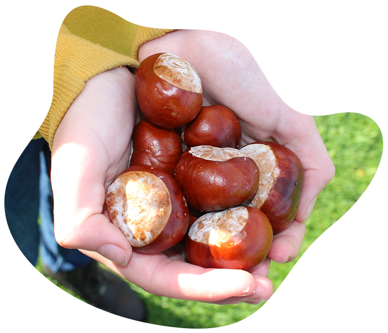 Conker poisoning in dogs