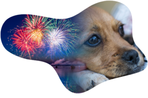 prepare your dog for fireworks