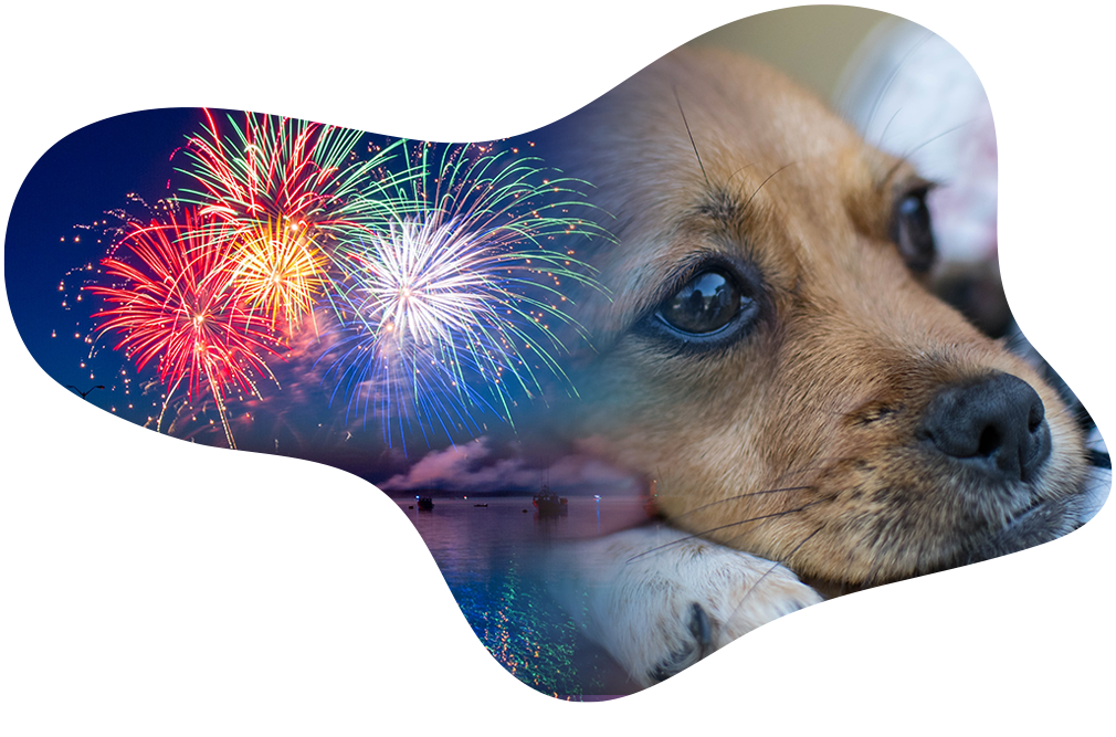 prepare your dog for fireworks