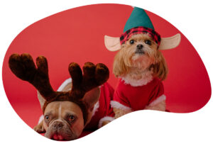 How to celebrate a safe Christmas with your dog