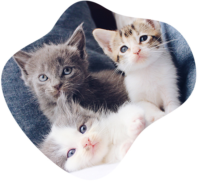 How to reduce stress in multi-cat households