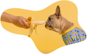 What is the best food for my dog