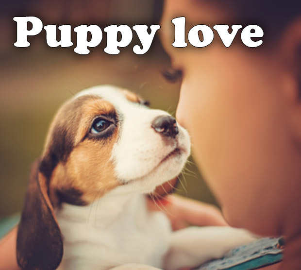 pet-header-lp-6_01