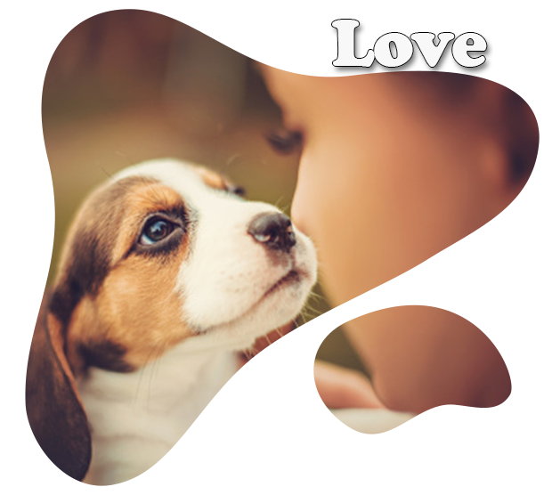pet-header-lp-4_02-text