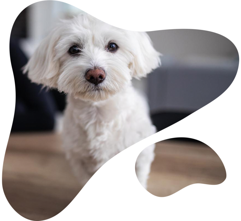 Lifetime Pet Insurance