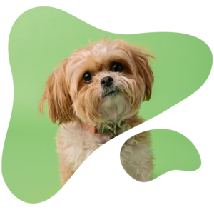 contact allergy in dogs