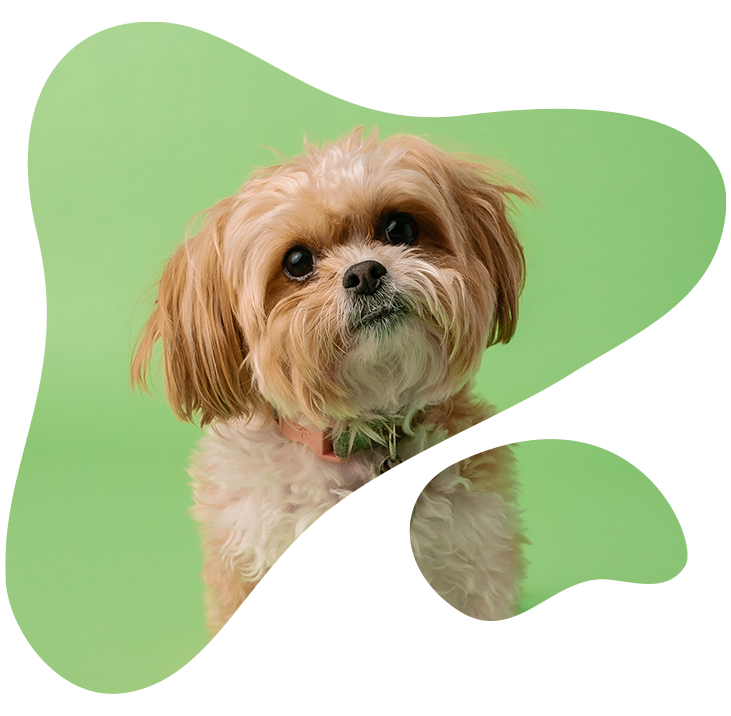 contact allergy in dogs