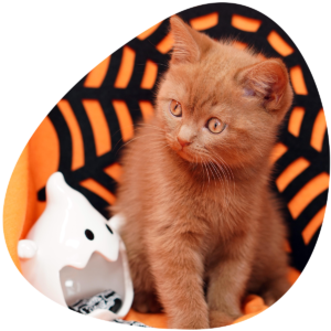 6 ways to keep your Pets safe this Halloween