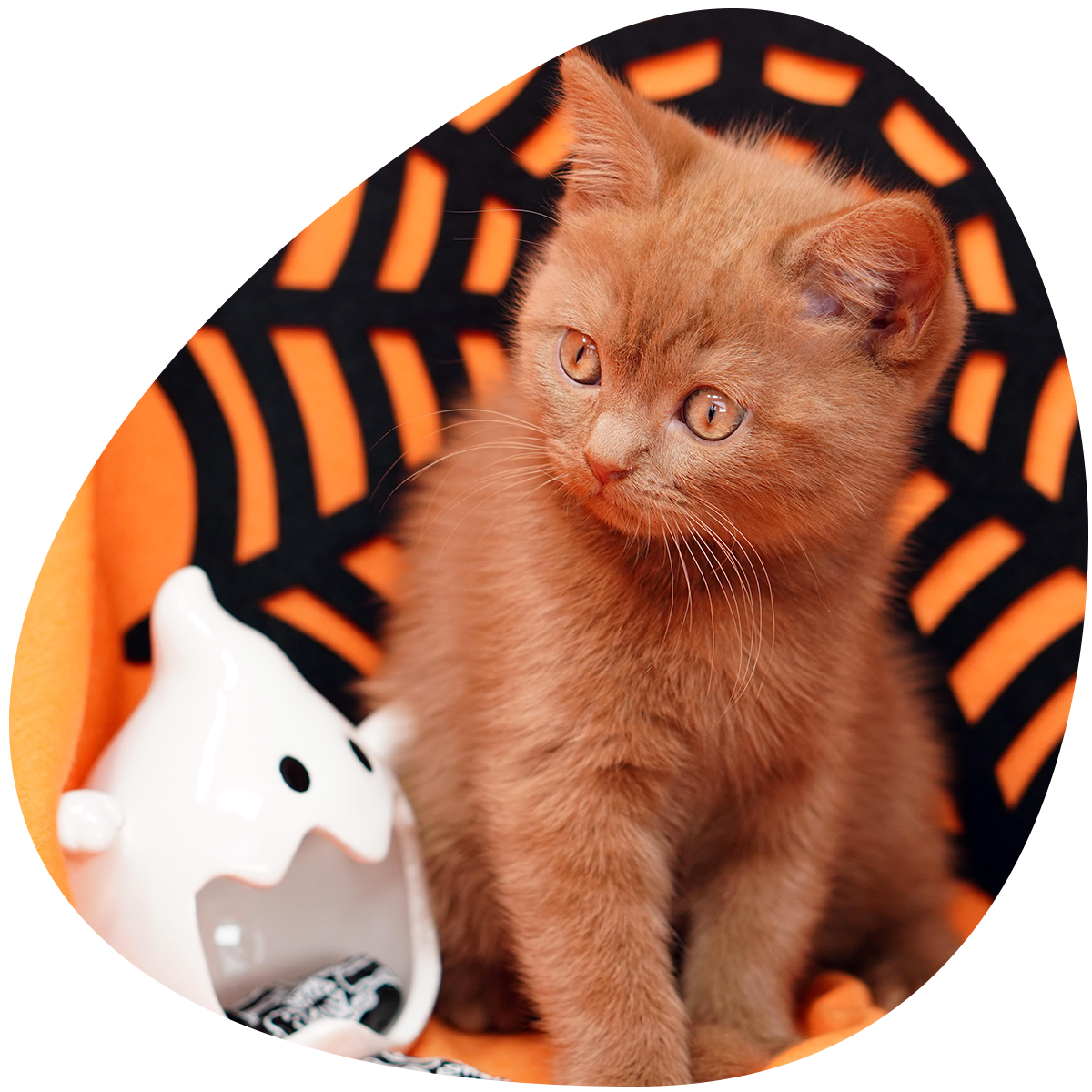 6 ways to keep your Pets safe this Halloween