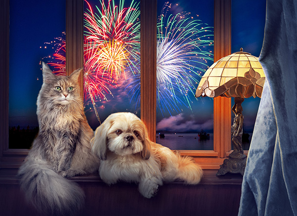 Ways to keep your Pets safe this Bonfire Night