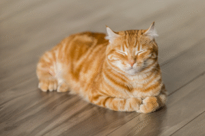 orange cat sitting on the floor