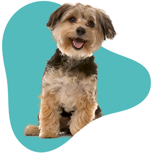 Max benefit pet insurance